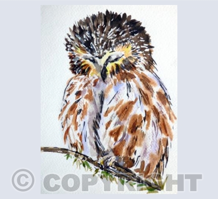 Sleepy Owl
