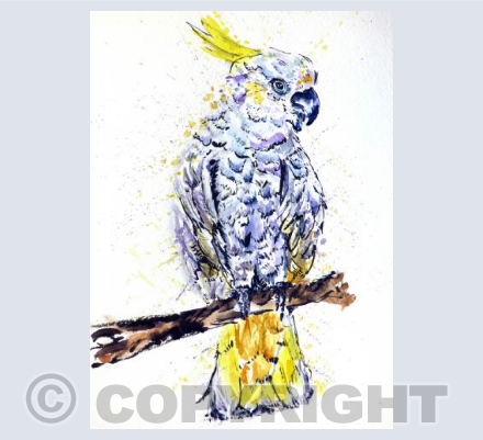 Cockatoo