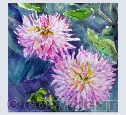 Dahlias
