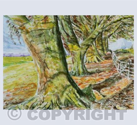 Beech Trees