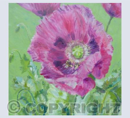 Poppies and bees