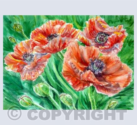 Red poppies