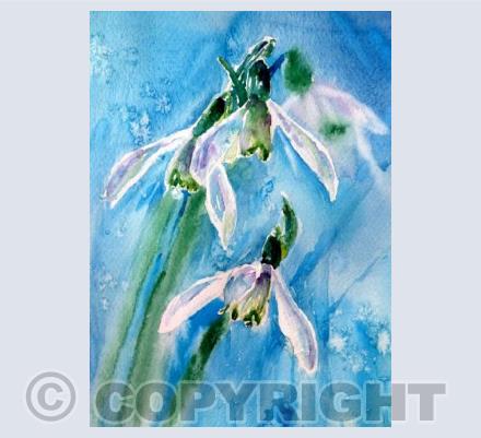 Snowdrops