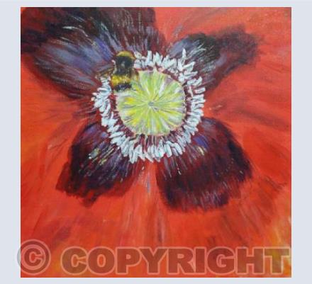 Poppy close up