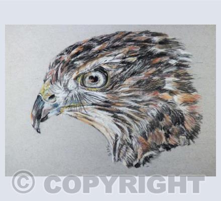 Hawk