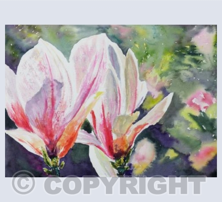 Magnolias