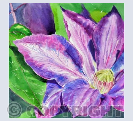 Clematis
