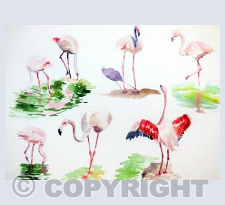 Flamingo sketches