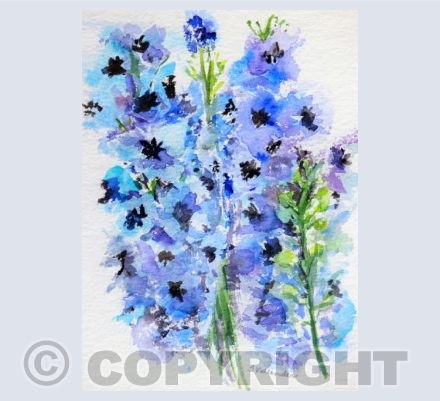Delphiniums