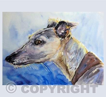 Whippet