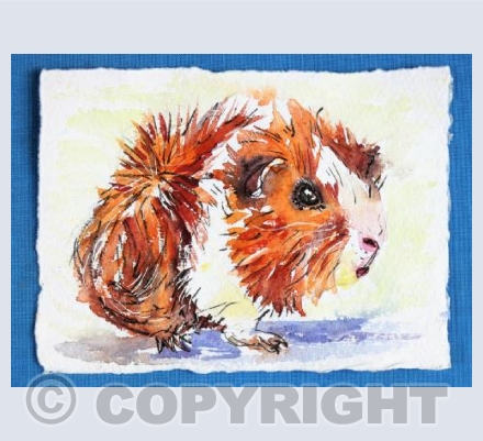 Guinea Pig