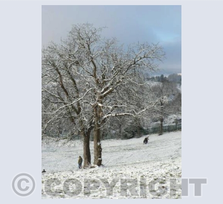 Winter Trees