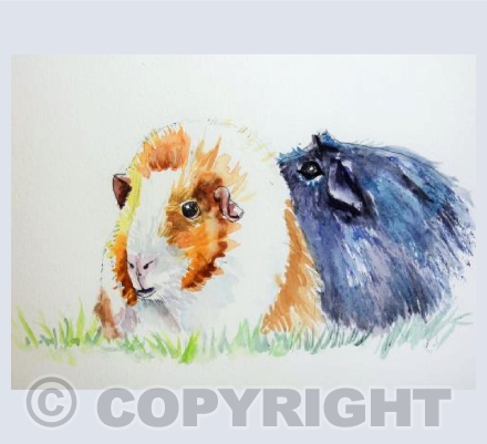Guinea pigs