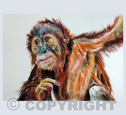 Orangutan Baby