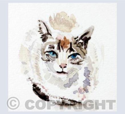 Moggy