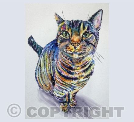 Colourful cat