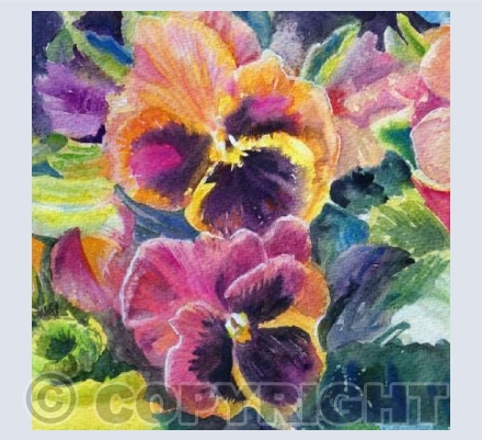 Pansies