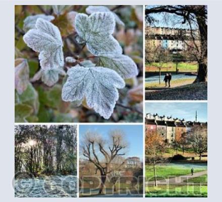 Photo - Frosty Morning