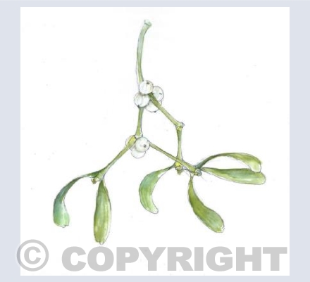 Mistletoe