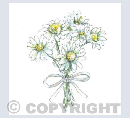 A Bunch of Daisies