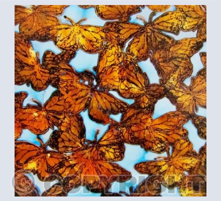 Monarch Butterflies