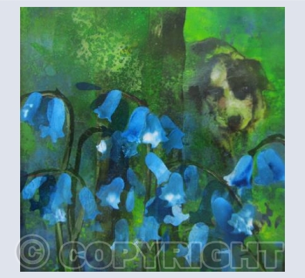 Dillon in the Bluebell Wood