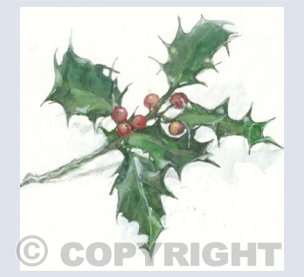 Christmas Holly (from the sketchbook)