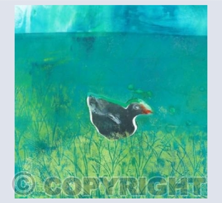 Misty Moorhen