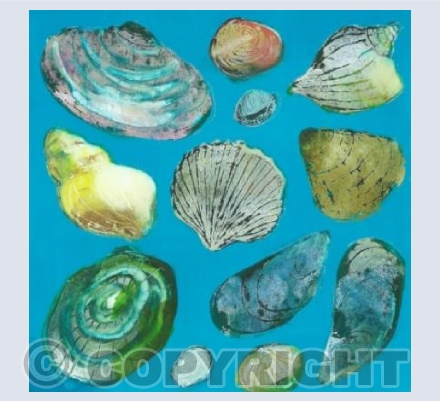 Collection of Shells