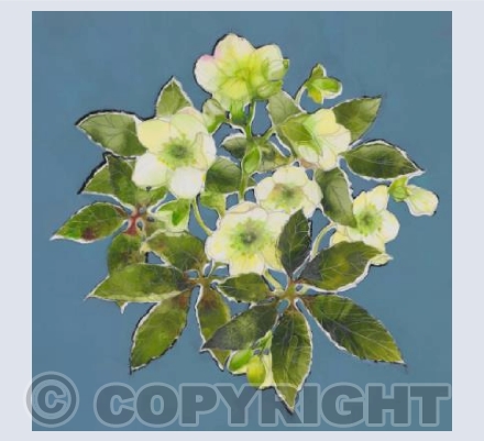 Hellebore (on grey)