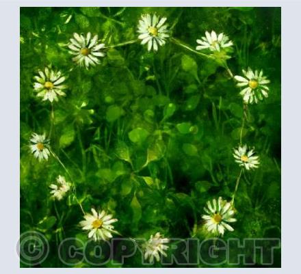 Daisy Chain