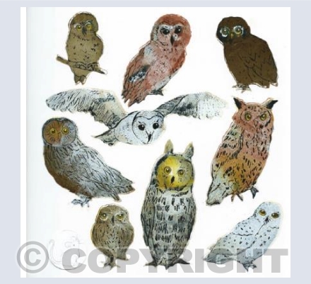 Owls