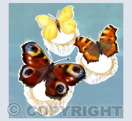 Butterfly Cakes (on grey)