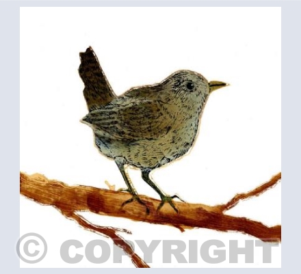 Wren (on white)