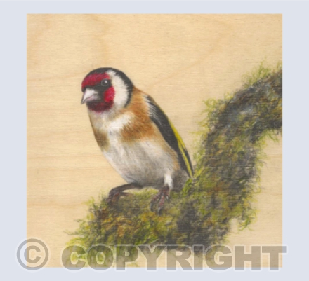 Goldfinch