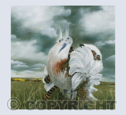 Great Bustard