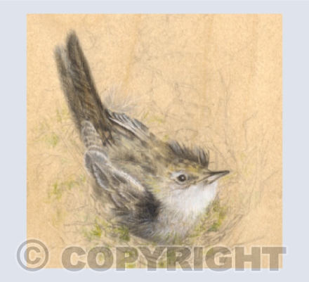 Reed Warbler