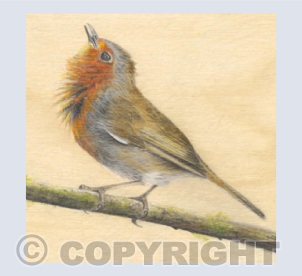Robin Song
