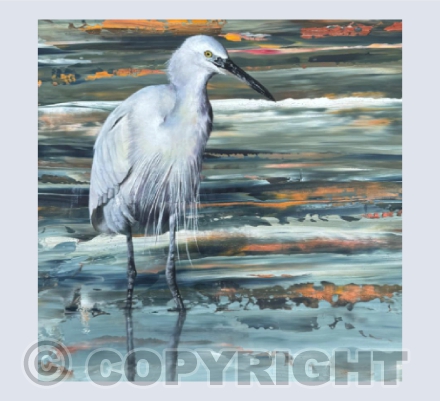 Little Egret