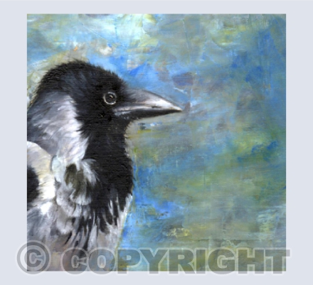 Hooded Crow