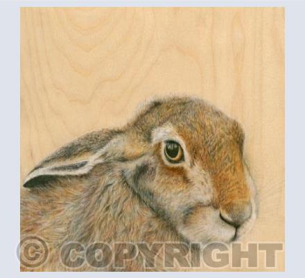 Hare With Reflection