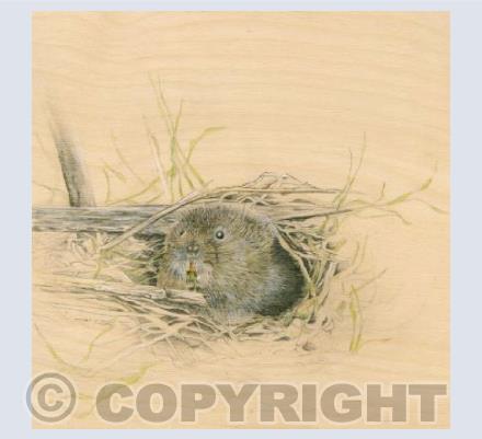 Water Vole