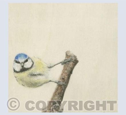Blue Tit