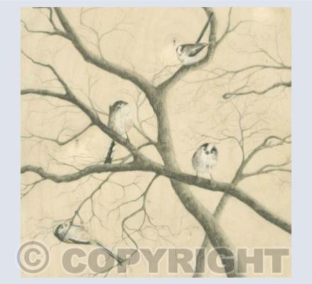 Long Tailed Tits