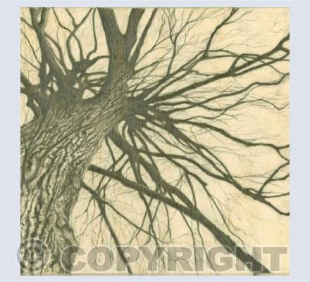 Tree in Winter