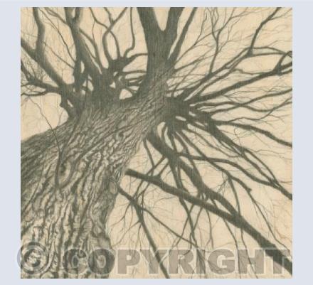 Tree in Winter