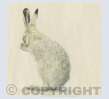 Washing Hare
