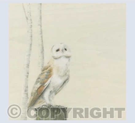 Young Owl and Birch
