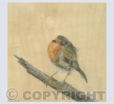 Scruffy Robin