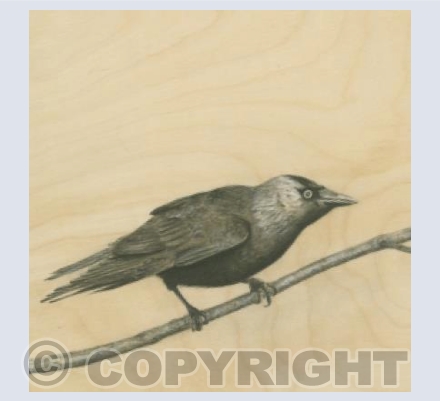 Jackdaw